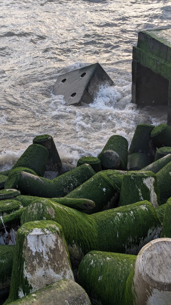 Moss-covered concrete tetrapods on the coast